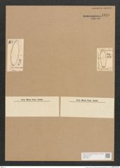 Surirella sp. (de-Toni-Nr.: Genus 53) Zeichnungen Sammlung Grunow Nr. 4846 (NHMW-BOT-W0373017)